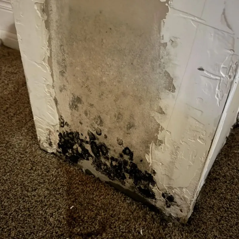 Professional Mold Removal in Lovell, ME